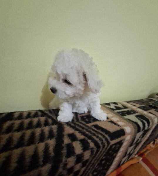 Catei Bichon Maltez