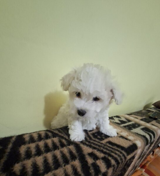 Catei Bichon Maltez