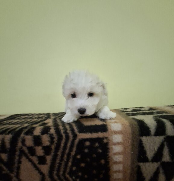Catei Bichon Maltez