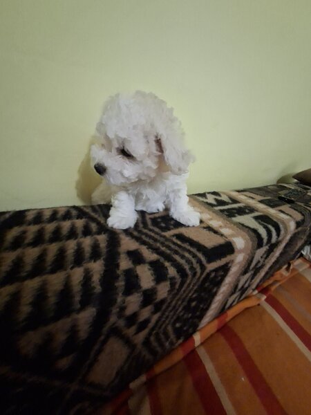 Catei Bichon Maltez