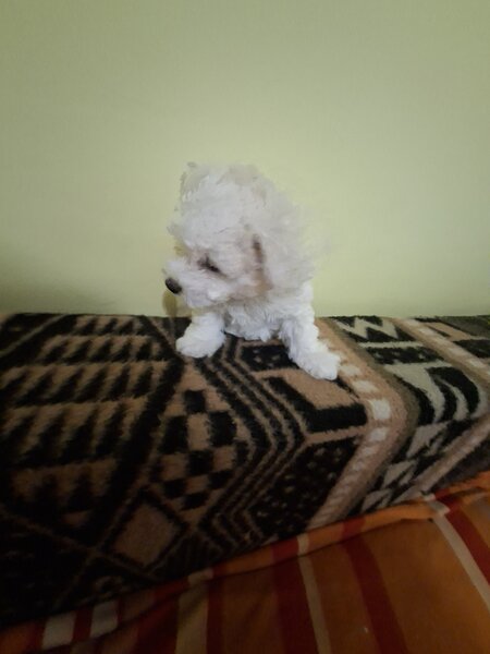 Catei Bichon Maltez