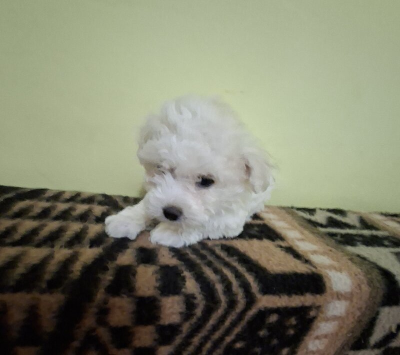Catei Bichon Maltez