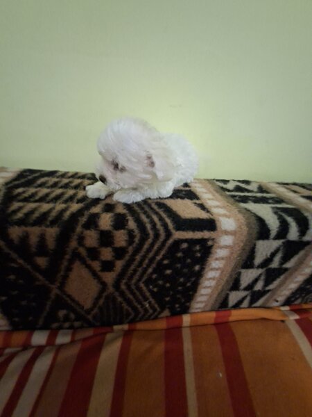 Catei Bichon Maltez