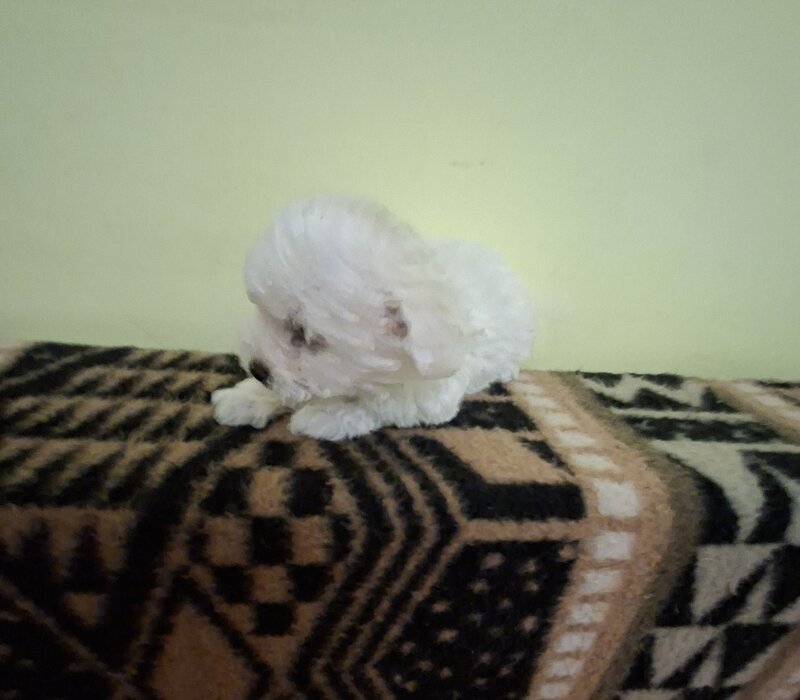 Catei Bichon Maltez