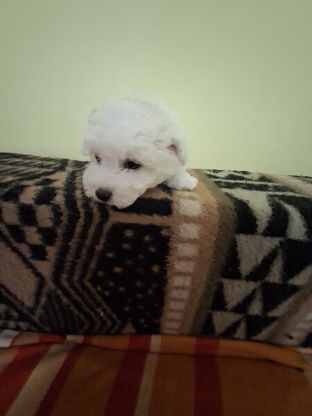 Catei Bichon Maltez