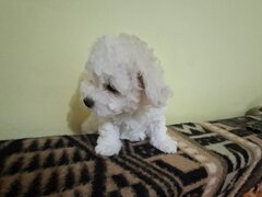 Catei Bichon Maltez