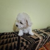 Catei Bichon Maltez