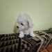 Catei Bichon Maltez