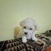 Catei Bichon Maltez