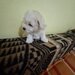 Catei Bichon Maltez