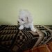 Catei Bichon Maltez