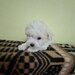 Catei Bichon Maltez