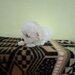 Catei Bichon Maltez