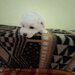 Catei Bichon Maltez